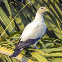 Torresian Imperial-Pigeon